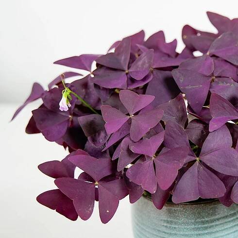 Oxalis triangularis Ø12cm