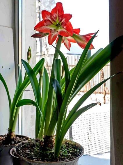Amaryllis plant in bloom.