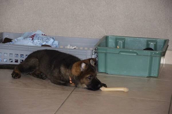 Pups Mutti & Tiran, 45 dagen... 