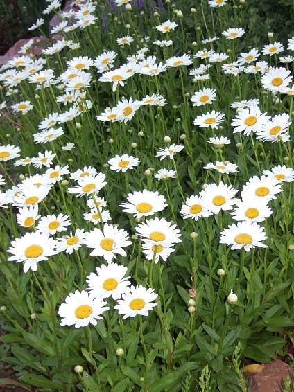 white becky shasta daisy blossoms