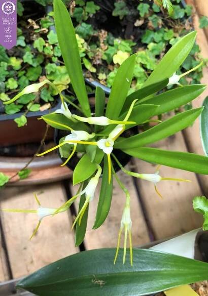 Virtual Orchid Show – Batavia Orchid Society