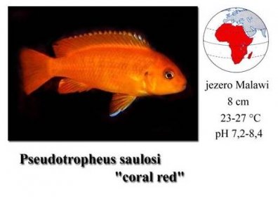 Tlamovec / Pseudotropheus saulosi coral red - SkloREX Akvaristika