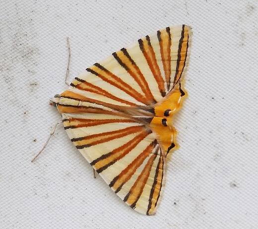 Geometer moth, Sheila Sims