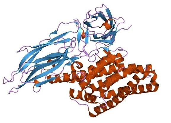Delta endotoxins