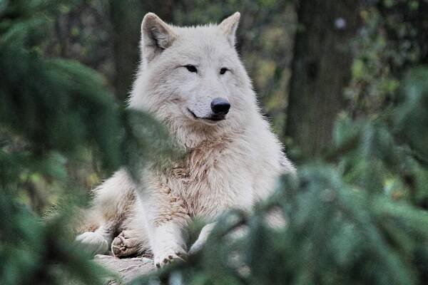 Arktický Vlk Zvíře Zoo - Fotografie zdarma na Pixabay