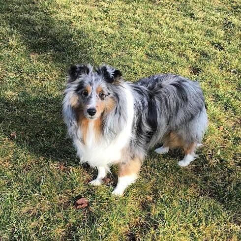 a dog standing on top of a lush green field