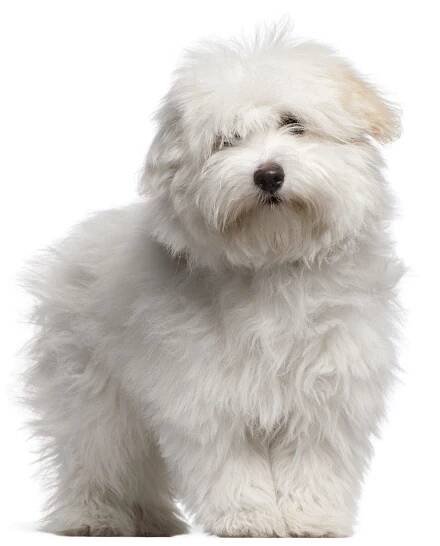 Coton De Tulear