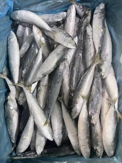 Seafood Whole Round Frozen Pacific Mackerel