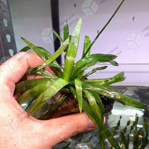 [Low Tech] Sagittaria Platyphylla LP Aquatic Plant - Pot | Aquaneo Enterprise