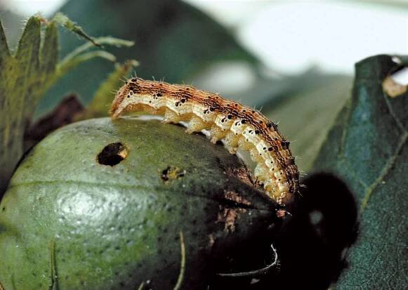 Bollworm
