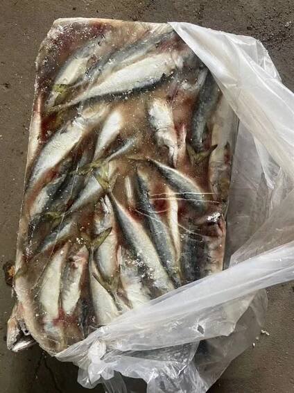 Frozen Canned Mackerel best