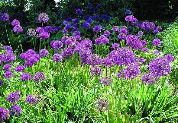 Allium Allium aflatunense Purple Sensation