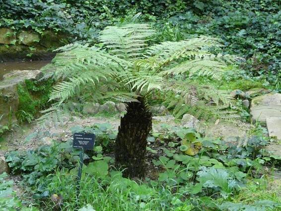 Dicksonia antarctica en sombra