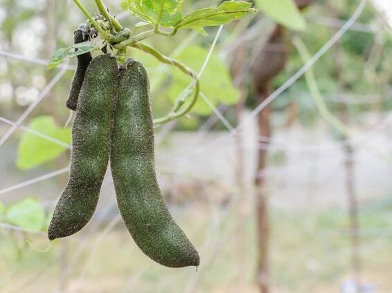 Velvet Bean Information: Learn About Growing Velvet Bean Plants