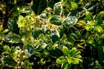 Cesmína obecná 'Silver van Tol' - Ilex aquifolium 'Silver van Tol'