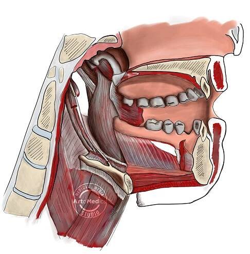 oral cavity mouth anatomy