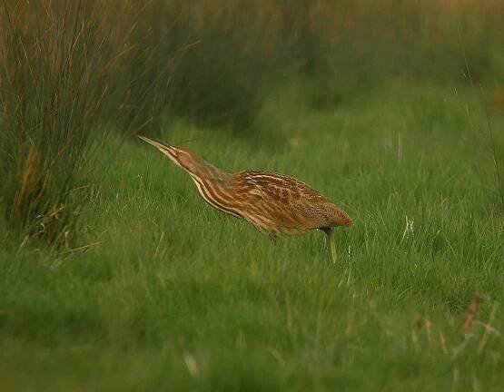 Birdwatching po anglicku - AVIFAUNA - Český online magazín o ptácích