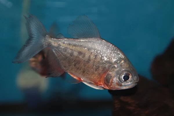 Skin Ulcers in Freshwater Fish