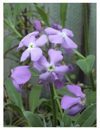 MATTHIOLA maderensis Lowe 20 semen