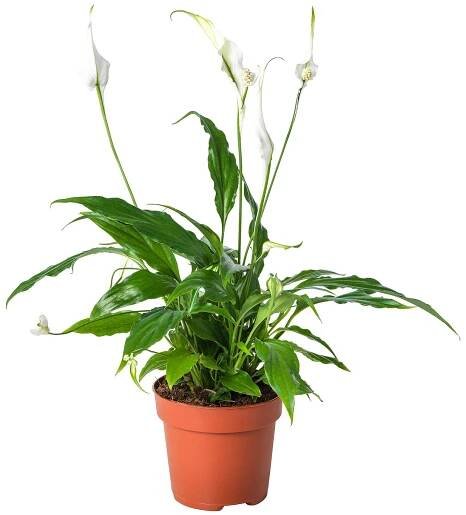 SPATHIPHYLLUM rostlina, Toulcovka, 12 cm - IKEA