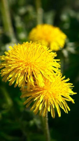 dandelion 1