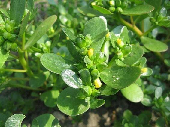 Fotogalerie: portulaca oleracea 1