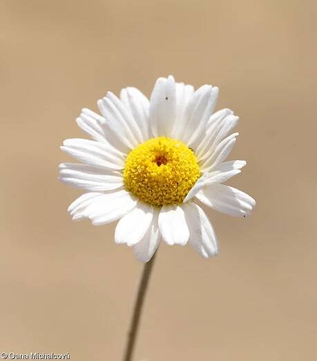 fotografický klíč k určování cévnatých rostlin :: BOTANICKÁ FOTOGALERIE