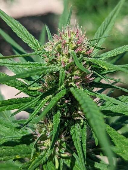 Hemp flowering begins!