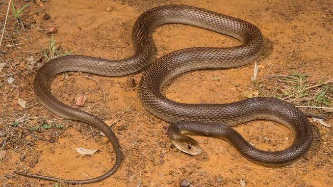 Прибрежный тайпан (Oxyuranus scutellatus)