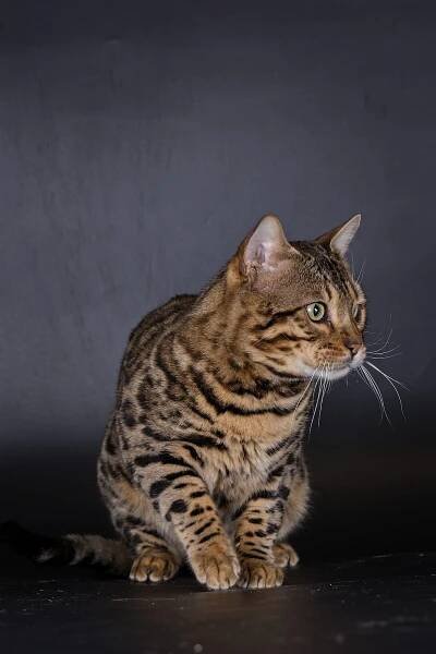 X-Man Whinecat / Teddy | Kocouři | Bengálské kočky | Chovatelská stanice bengálských koček Whinecat