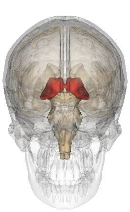 Category:Thalamus - Wikimedia Commons