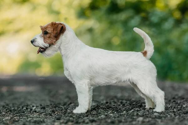 Klubová výstava KCHT - Shah-Azim Jack Russell teriér