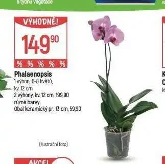 Globus Orchidea - phalaenopsis nabídka