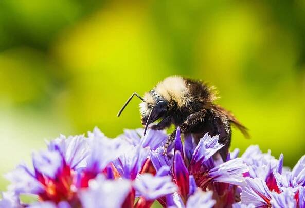 Základová fotografie na téma apis mellifera, barevný, biodiverzity, botanický, detail, detailní, divočina, dvůr, ekologie