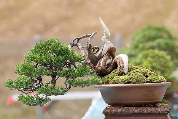 Bonsai zahradní stock fotografie, royalty free obrázky