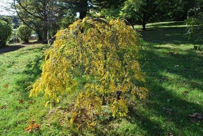 Jerlín japonský Pendula - podzimní habitus (Sophora japonica), rostlina