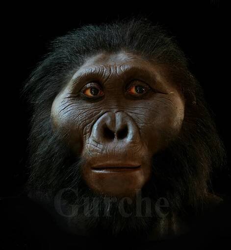 Paranthropus boisei male