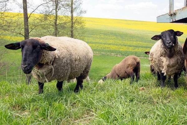 Chytrá Farma fencee na ovčí farmě Petrlák | fencee