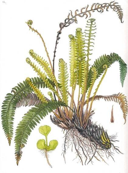 Asplenium Adiantum-nigrum