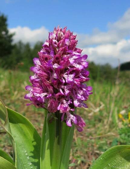 Vstavač zvrhlý - Orchis x hybrida 2