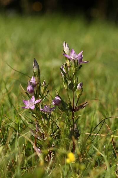 Hořeček mnohotvarý český (Gentianella praecox subsp bohemica)