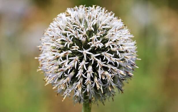Bělotrn kulatohlavý (Echinops sphaerocephalus) - VMD drogerie a parfumerie