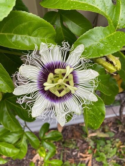 5 x Semena marakuji Passiflora Mučenka jedlá Marakuja Passion fruit