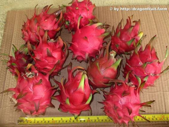 Images – Pitaya.Plus