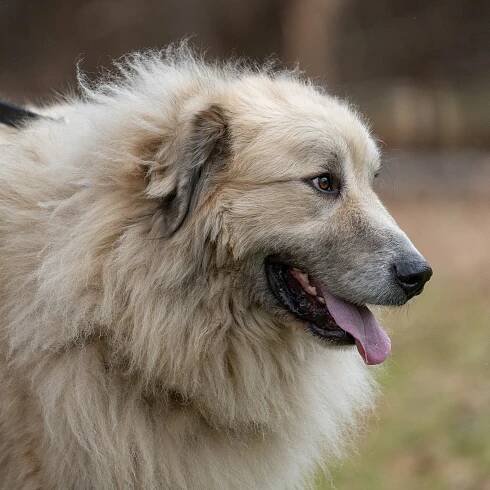 Thor – Great Pyrenees Rescue of Atlanta