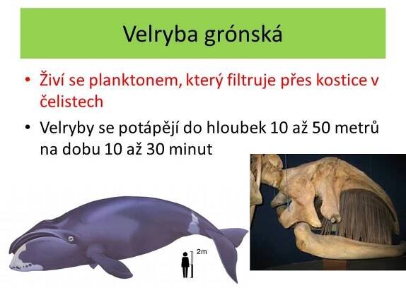 Ploutvonožci, kytovci … – Materiály pro žáky ZŠ