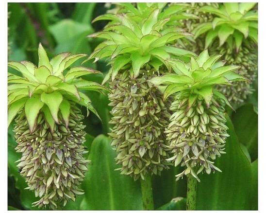 Chocholatice - Eucomis bicolor - prodej cibulovin - 1 ks