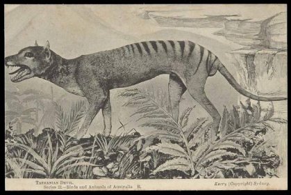 A postcard featuring a black and white photograph of a taxidermied Tasmanian Tiger (thylacine). 