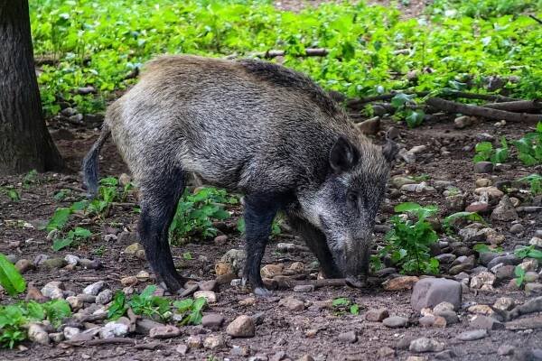 Africký mor prasat se šíří do vnitrozemí. Uzavřené pásmo sahá až za Máchovo jezero
