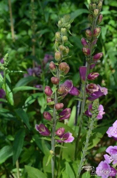 Digitalis purpurea 'Candy Mountain' | Perenniculum